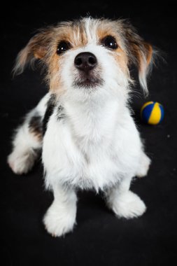 jack russell yavrusu siyah arka plan üzerine izole. Stüdyo vurdu.