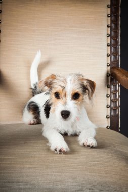 jack Russell yavrusu siyah arka plan üzerine izole büyük sandalyede. Stüdyo vurdu.