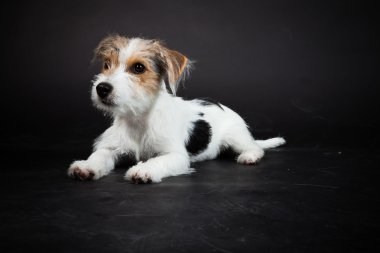 jack russell yavrusu siyah arka plan üzerine izole. Stüdyo vurdu.