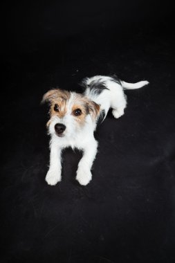 jack russell yavrusu siyah arka plan üzerine izole. Stüdyo vurdu.