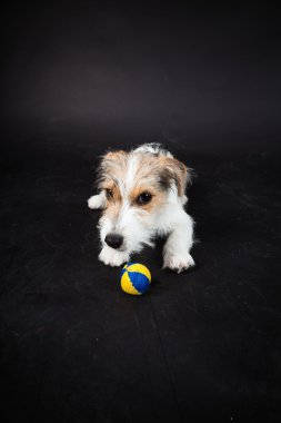 jack russell yavrusu siyah arka plan üzerine izole. Stüdyo vurdu.