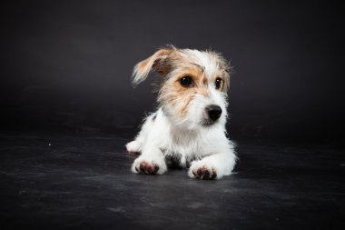 jack russell yavrusu siyah arka plan üzerine izole. Stüdyo vurdu.