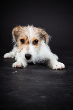 jack russell yavrusu siyah arka plan üzerine izole. Stüdyo vurdu.