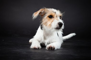 jack russell yavrusu siyah arka plan üzerine izole. Stüdyo vurdu.