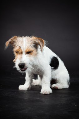 jack russell yavrusu siyah arka plan üzerine izole. Stüdyo vurdu.