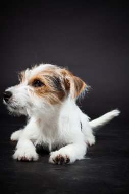 jack russell yavrusu siyah arka plan üzerine izole. Stüdyo vurdu.