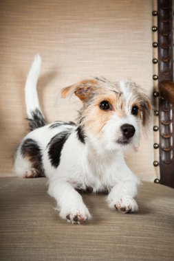 jack Russell yavrusu siyah arka plan üzerine izole büyük sandalyede. Stüdyo vurdu.