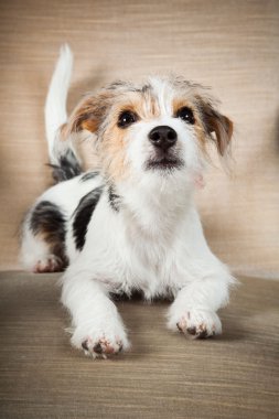 jack Russell yavrusu siyah arka plan üzerine izole büyük sandalyede. Stüdyo vurdu.