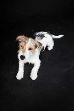 jack russell yavrusu siyah arka plan üzerine izole. Stüdyo vurdu.