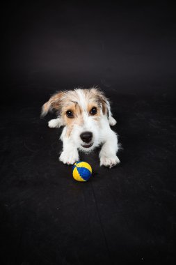 jack russell yavrusu siyah arka plan üzerine izole. Stüdyo vurdu.