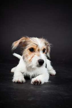 jack russell yavrusu siyah arka plan üzerine izole. Stüdyo vurdu.