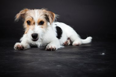 jack russell yavrusu siyah arka plan üzerine izole. Stüdyo vurdu.