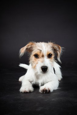 jack russell yavrusu siyah arka plan üzerine izole. Stüdyo vurdu.