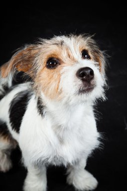 jack russell yavrusu siyah arka plan üzerine izole. Stüdyo vurdu.