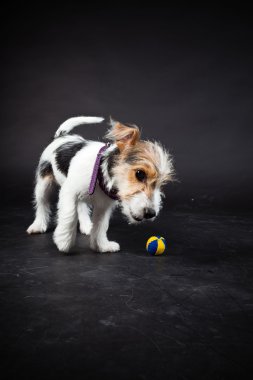 jack russell yavrusu siyah arka plan üzerine izole. Stüdyo vurdu.