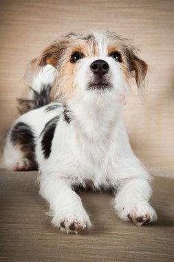 jack Russell yavrusu siyah arka plan üzerine izole büyük sandalyede. Stüdyo vurdu.