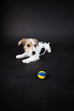 jack russell yavrusu siyah arka plan üzerine izole. Stüdyo vurdu.