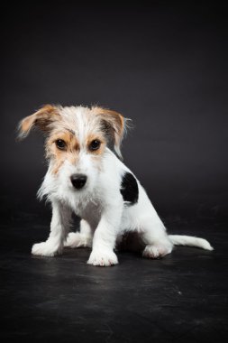 jack russell yavrusu siyah arka plan üzerine izole. Stüdyo vurdu.