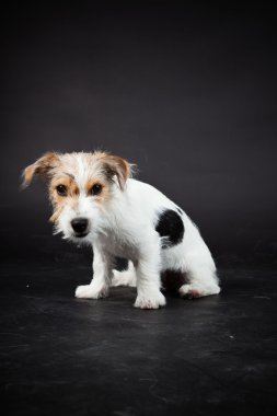 jack russell yavrusu siyah arka plan üzerine izole. Stüdyo vurdu.