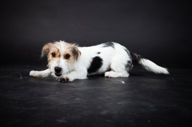 jack russell yavrusu siyah arka plan üzerine izole. Stüdyo vurdu.