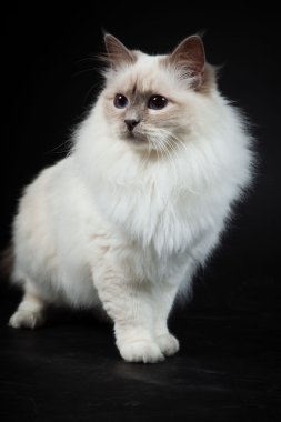 Birman cat isolated on black background. Studio shot. clipart