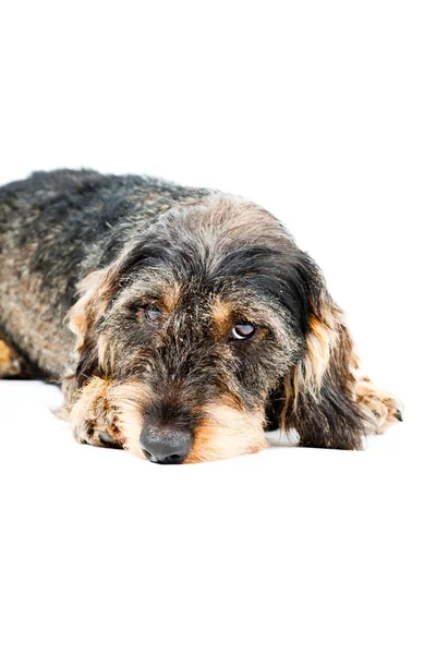 stock image Dachshund brown and black isolated on white background. Studio shot.