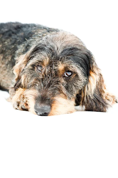 stock image Dachshund brown and black isolated on white background. Studio shot.