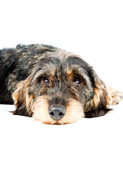 stock image Dachshund brown and black isolated on white background. Studio shot.