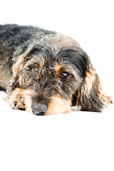 stock image Dachshund brown and black isolated on white background. Studio shot.