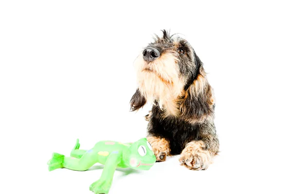 Dachshund brown and black with green toy isolated on white background. Studio shot. — Stock Photo, Image
