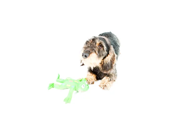 Dachshund marrón y negro con juguete verde aislado sobre fondo blanco. Captura de estudio . — Foto de Stock