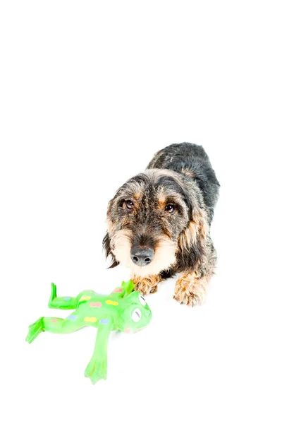 Dachshund brown and black with green toy isolated on white background. Studio shot. — Stock Photo, Image
