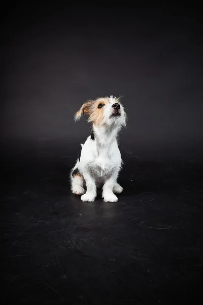 잭 러셀 강아지 검은 배경에 고립. 스튜디오 촬영. — 스톡 사진