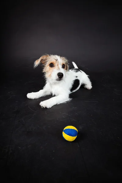 Stock image Jack russell puppy isolated on black background. Studio shot.