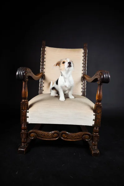 Jack russell szczeniaka w wielkim fotelu na białym tle na czarnym tle. łapka. — Zdjęcie stockowe
