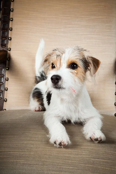 stock image Jack russell puppy in big chair isolated on black background. Studio shot.