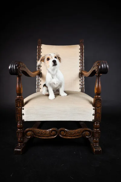 Jack Russell Welpe im großen Stuhl isoliert auf schwarzem Hintergrund. Studioaufnahme. — Stockfoto