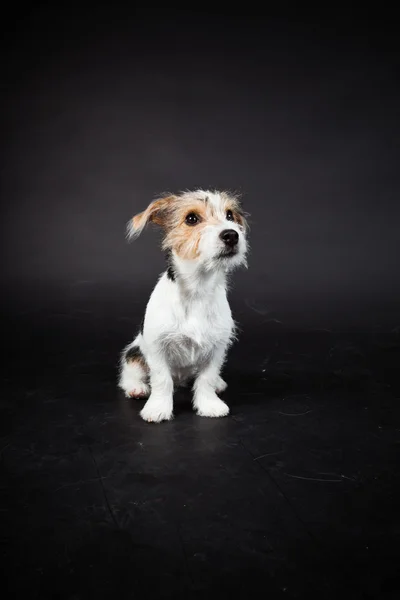 Jack russell štěně izolovaných na černém pozadí. Studio záběr. — Stock fotografie