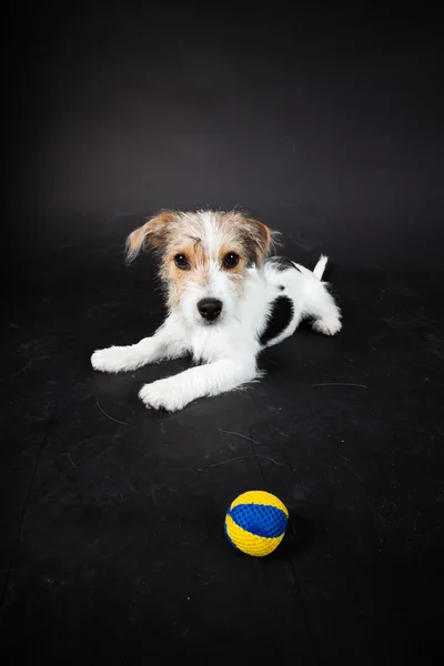 stock image Jack russell puppy isolated on black background. Studio shot.