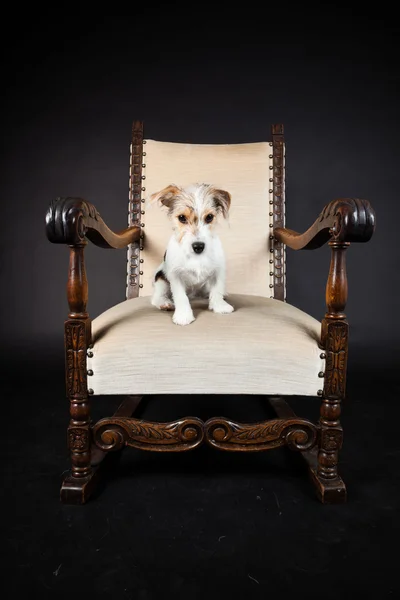 Jack russell szczeniaka w wielkim fotelu na białym tle na czarnym tle. łapka. — Zdjęcie stockowe
