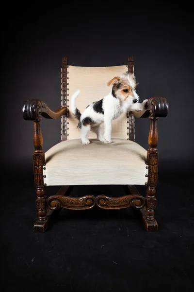 杰克拉塞尔犬在黑色背景上孤立的大椅子。工作室拍摄. — 图库照片