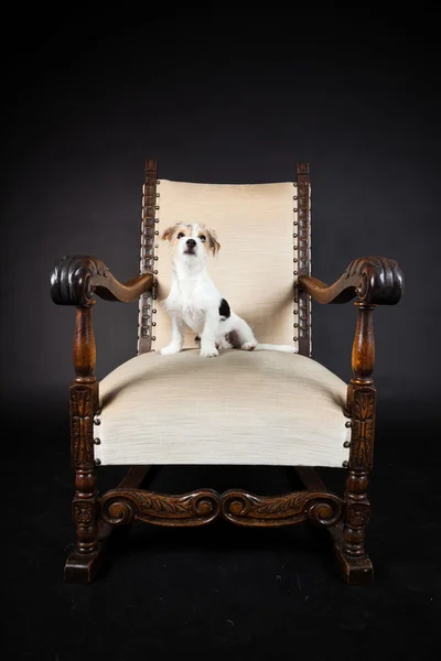 Jack russell puppy in grote stoel geïsoleerd op zwarte achtergrond. studio opname. — Stockfoto