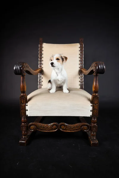 杰克拉塞尔犬在黑色背景上孤立的大椅子。工作室拍摄. — 图库照片