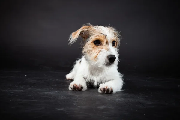 Jack Russell cucciolo isolato su sfondo nero. Studio girato . — Foto Stock