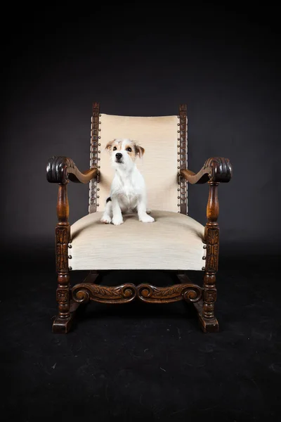 Jack Russell cachorro en silla grande aislado sobre fondo negro. Captura de estudio . — Foto de Stock