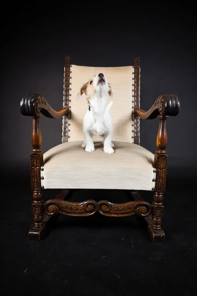 Jack Russell Welpe im großen Stuhl isoliert auf schwarzem Hintergrund. Studioaufnahme. — Stockfoto