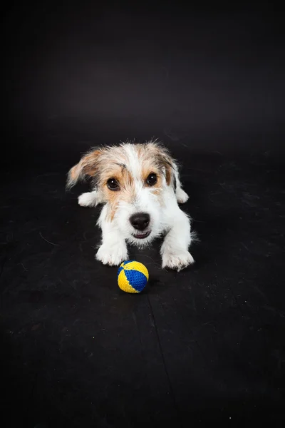 stock image Jack russell puppy isolated on black background. Studio shot.