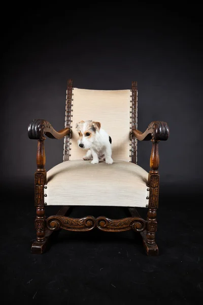 Jack russell puppy in big chair isolated on black background. Studio shot. — Stock Photo, Image
