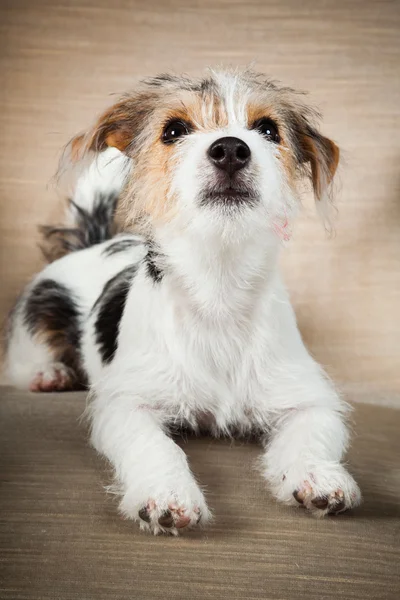 Jack Russell yavrusu siyah arka plan üzerine izole büyük sandalyede. Stüdyo vurdu. — Stok fotoğraf