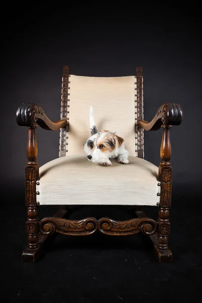 Jack russell puppy in grote stoel geïsoleerd op zwarte achtergrond. studio opname. — Stockfoto